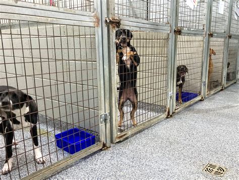 dog pound contact number|Find a Shelter .